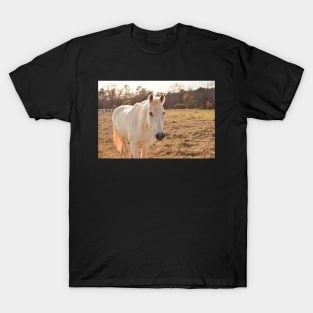 grey horse T-Shirt